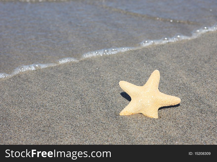 A sea star on the beach