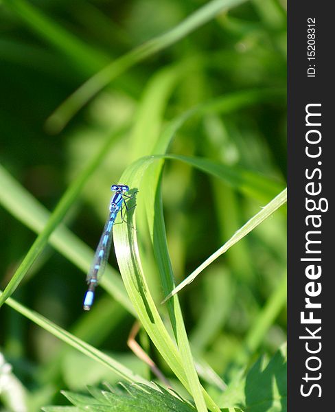 Blue dragonfly sitting on grass leaf