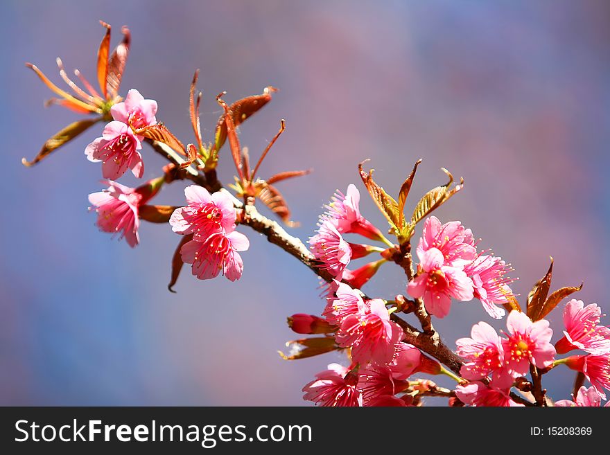 Wild Cherry Blossom Thai's Sakura