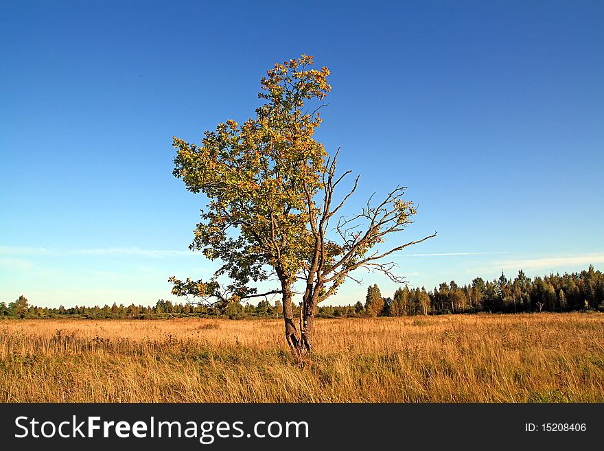 Oak On Yellow Field