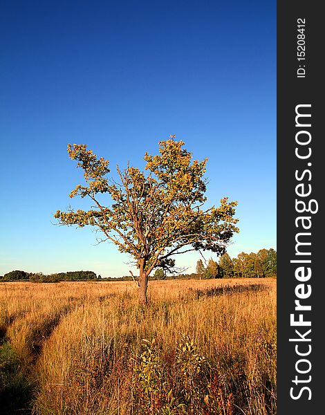 Oak On Yellow Field