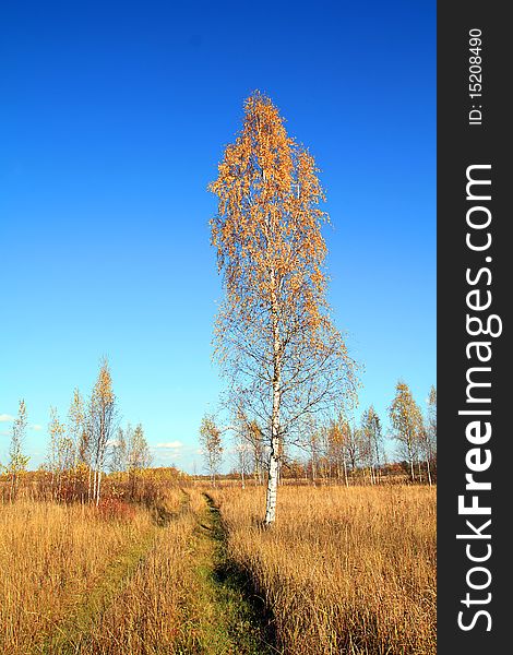 Birch on autumn field