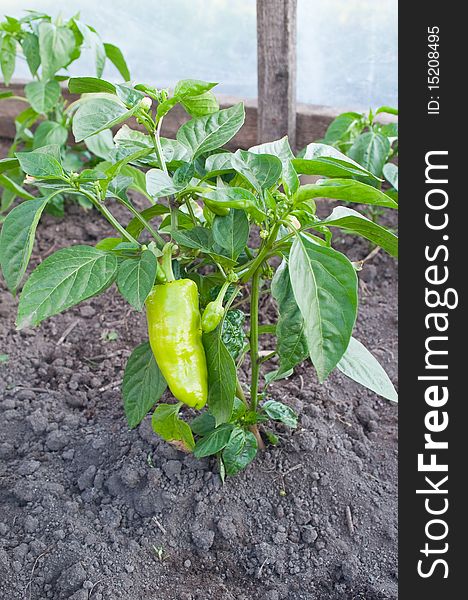 Green peppers growing on plant