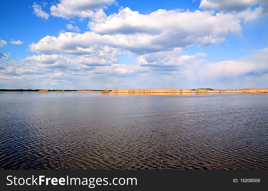 Yellow dry reed on lake