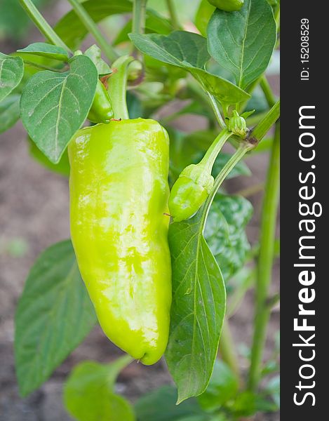 Green peppers growing on plant