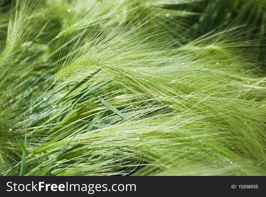 Green cereal field after rain