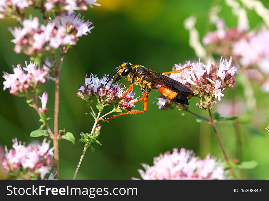 Great Golden Digger Wasp