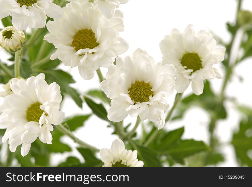 Daisy Bouquet