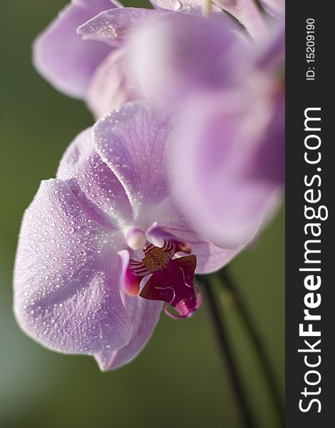 Orchid On Green Background