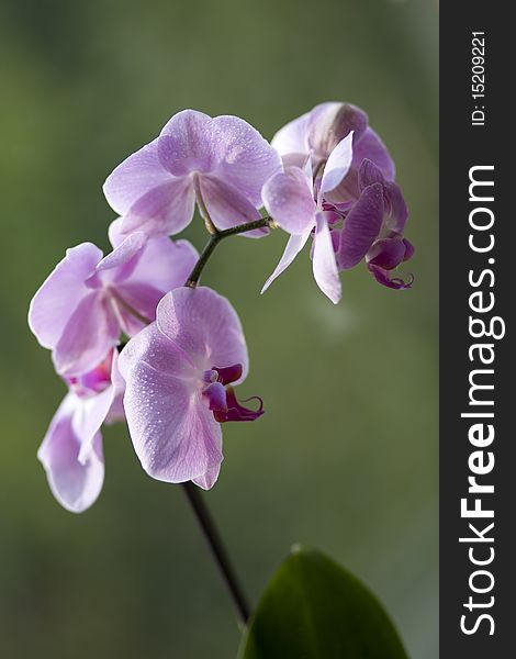 Beautiful Orchid on Green Background with Drop Water. Beautiful Orchid on Green Background with Drop Water