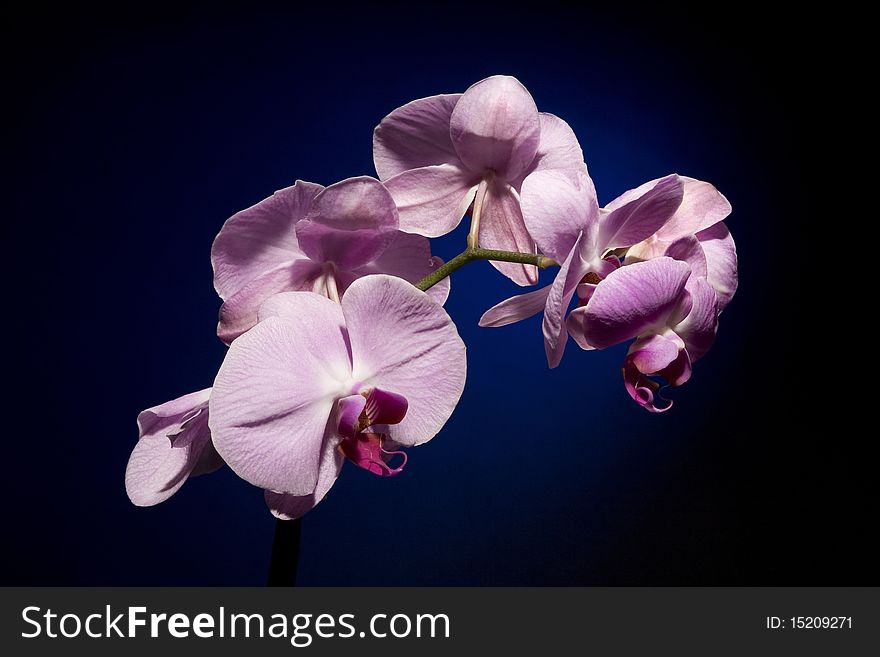Beautiful Orchid on Black and Blue Background. Beautiful Orchid on Black and Blue Background