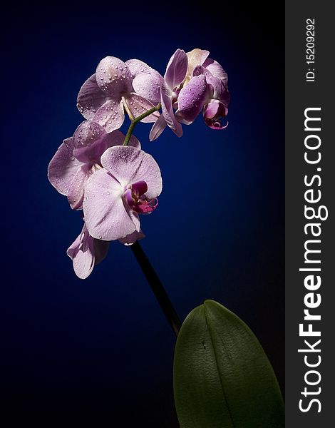 Beautiful Orchid on Black Background with Drop Water