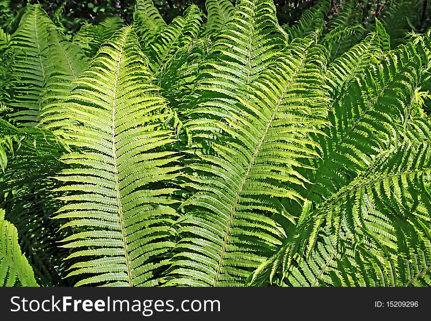 Sheet of the green fern