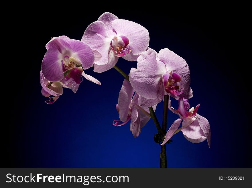 Beautiful Orchid On Black Background