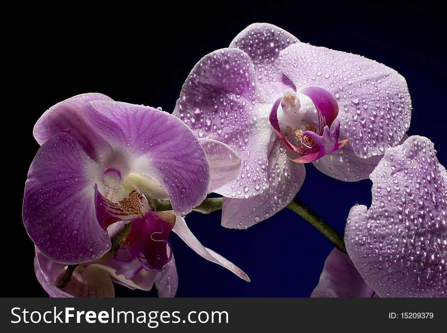 Beautiful Orchid on Black Background with Drop Water. Beautiful Orchid on Black Background with Drop Water