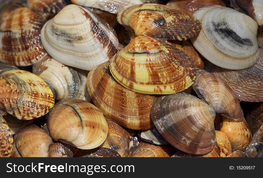 Close up of fresh clams. Close up of fresh clams.