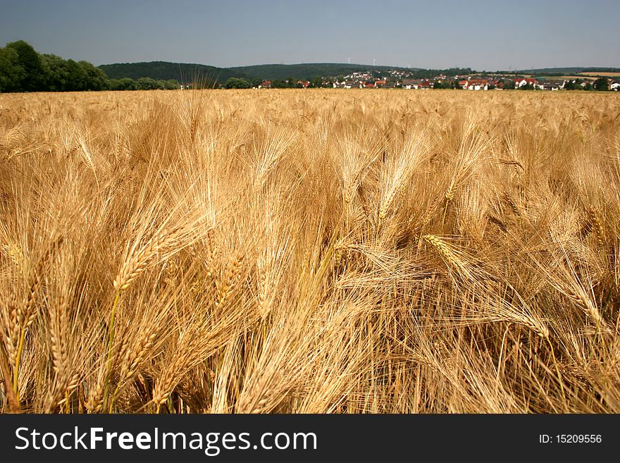 Barley field in late summer