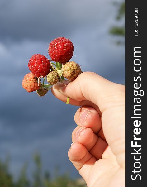 Sprig of red raspberries in hand, the background sky
