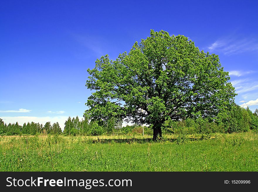 Big oak on summer field. Big oak on summer field