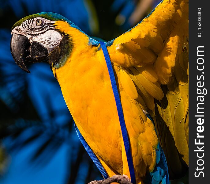 Bright yellow, blue and green Macaw Parrot spreading wings. White and black face. Bright yellow, blue and green Macaw Parrot spreading wings. White and black face