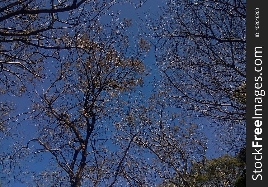 Tree Of  Blue Sky