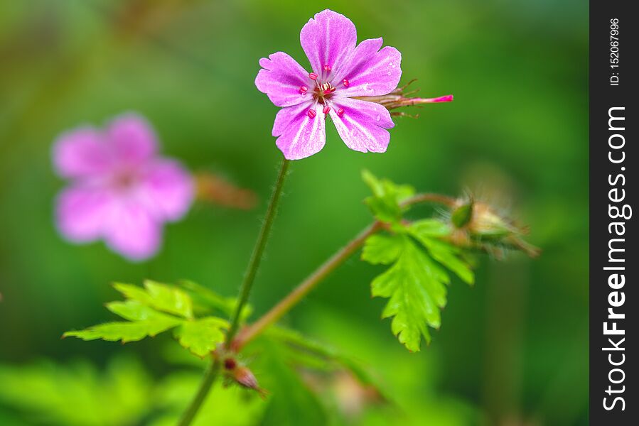 Beautiful purple wild forest flower. Geranium robertianum, or herb-Robert, red robin, death come quickly, storksbill, stinking Bob, squinter-pip, crow`s foot, Roberts geranium. Beautiful purple wild forest flower. Geranium robertianum, or herb-Robert, red robin, death come quickly, storksbill, stinking Bob, squinter-pip, crow`s foot, Roberts geranium