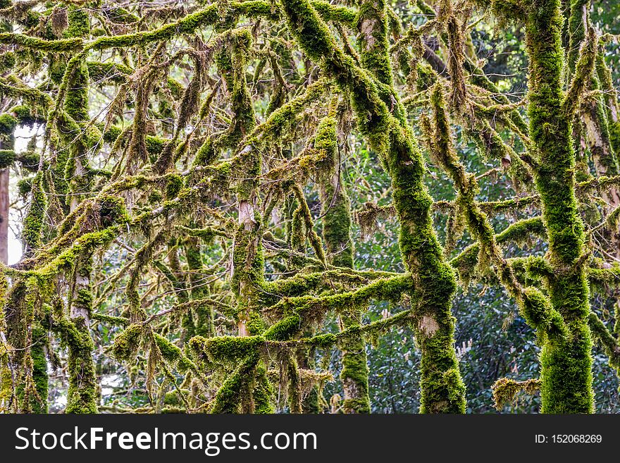 Dry trunks and branches of trees, completely covered with moss