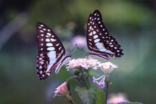 Couple Butterfly Flower Nectar Breakfast Royalty Free Stock Photography