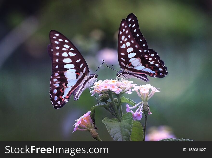 Couple Butterfly Flower Nectar Breakfast