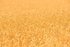 Rye Field Background Royalty Free Stock Photos Rye Field Background Royalty Free Stock Photos