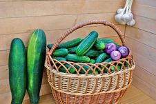 Garden Green Cucumber In Wicker Lug Stock Images