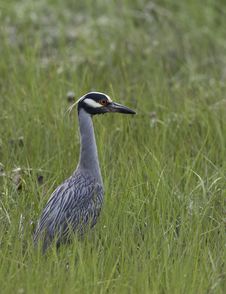 Yellow-crowned Night-heron Stock Images Yellow-crowned Night-heron Stock Images
