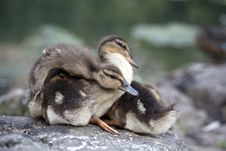 Baby Mallard Ducks Stock Image