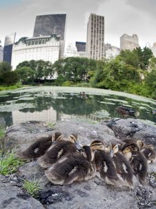 Baby Mallard Ducks Royalty Free Stock Image