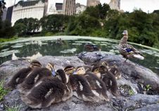 Baby Mallard Ducks Royalty Free Stock Photography