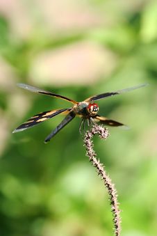 Dragonfly Royalty Free Stock Photography