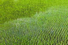 Recently Planted Rice Field Stock Photos