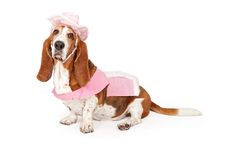 Basset Hound Dog Wearing A Pink Cowboy Outfit Royalty Free Stock Photo