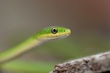 Green Snake Stock Images