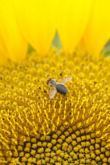 Bee On Sunflower Stock Photos Bee On Sunflower Stock Photos