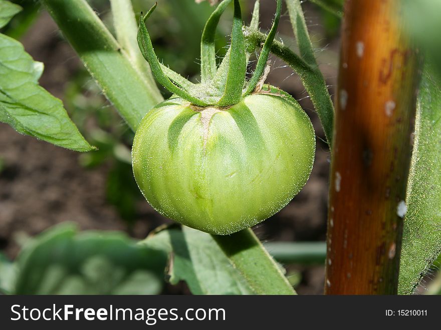Large green tomatoes growing on the vine
