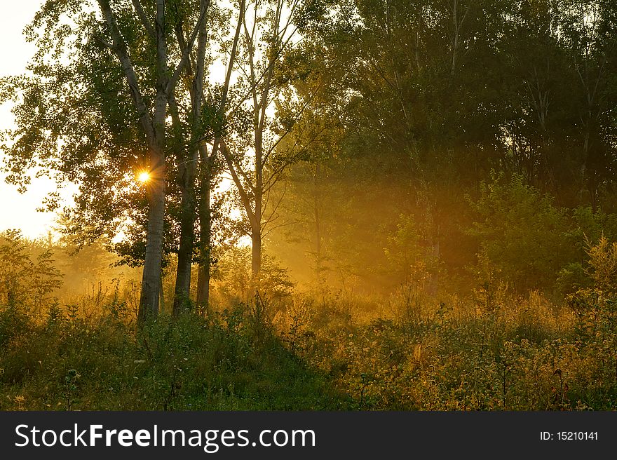 Sunset through branches of trees