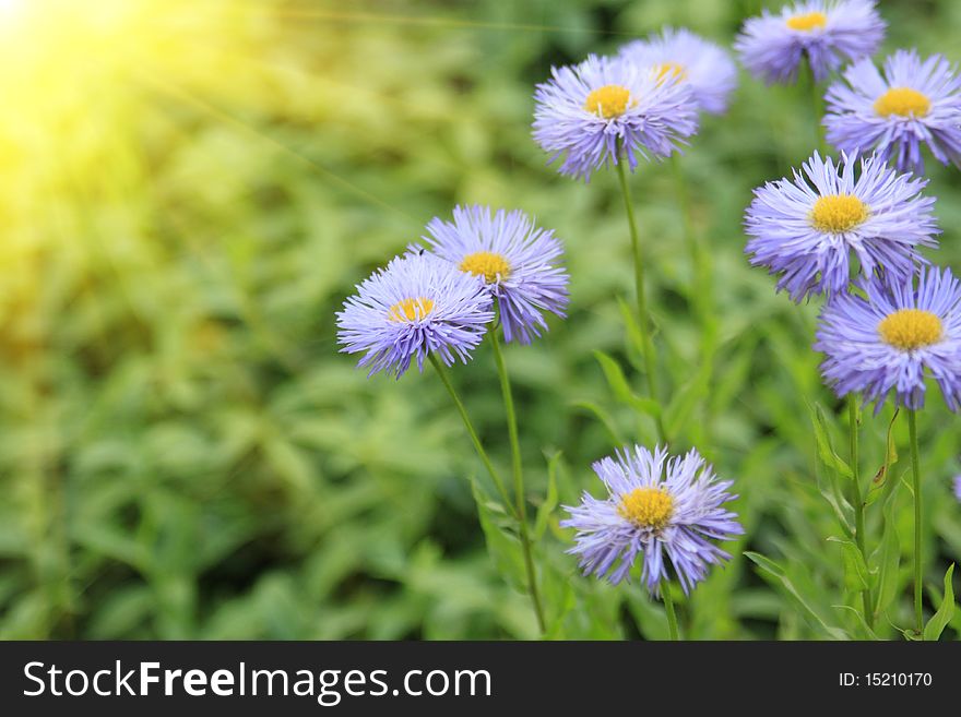 Daisy flowers with sunlight