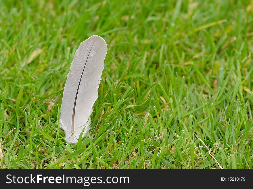 Single feather standing up in green grass. Single feather standing up in green grass.