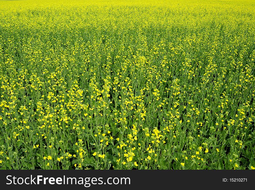 Summer, large areas of farmland blooming yellow flowers of. Summer, large areas of farmland blooming yellow flowers of