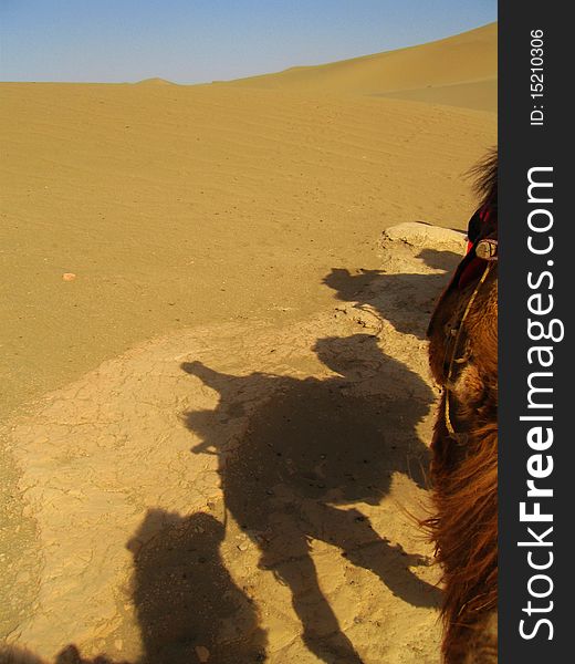 Shadow of camels on the dune in desert