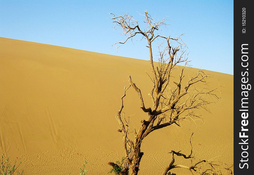 Dead tree an dune under blue sky. Dead tree an dune under blue sky