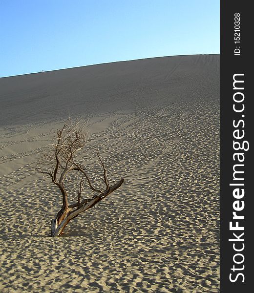 Tree And Dune