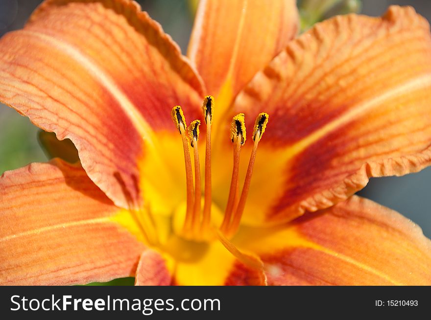 Orange lily into large pieces