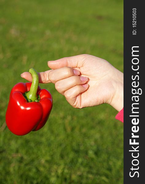 Red peppers hanging on his finger, von grass
